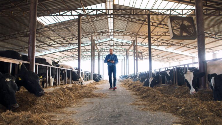 01_Roofing-for-shed_May25